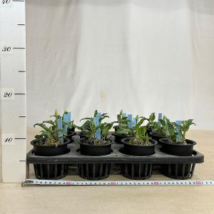 【訳あり】観葉植物 ドリミオプシス マクラ-タ...の詳細画像3