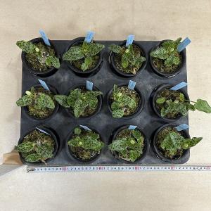 【訳あり】観葉植物 ドリミオプシス マクラ-タ...の詳細画像4