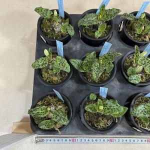 【訳あり】観葉植物 ドリミオプシス マクラ-タ...の詳細画像5