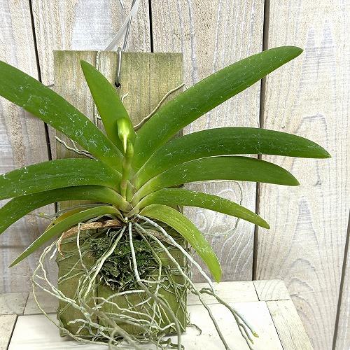 洋蘭　アングレカム レオニス 板付け(個体おまかせ1鉢)　インテリアグリーン 壁掛け おしゃれ 可愛...