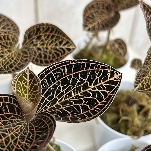洋蘭　ジュエルオーキッド Anoectochilus albolineatus 2号(個体おまかせ1...