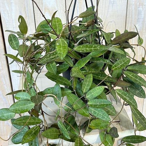 観葉植物　ホヤ エリプティカ 4号吊り鉢(黒)(個体おまかせ1鉢)　インテリアグリーン 室内園芸 お...
