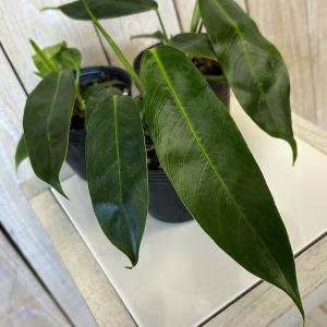 観葉植物 フィロデンドロン ビレッタエ(ビレッタエ) 3号 インテリア