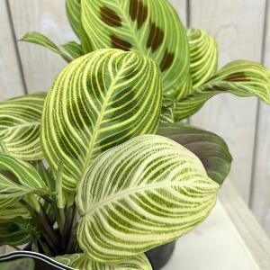 注目　マランタ ライトベインズ 3号ポット(個体おまかせ1鉢)　観葉植物 インテリアグリーン 室内園芸 おしゃれ 可愛い かわいい レア 希少種 珍しい