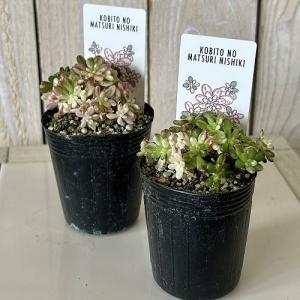 観葉植物 アエオニウム 小人の祭り(錦) 2号...の詳細画像1