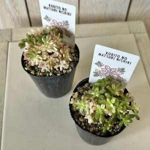 観葉植物 アエオニウム 小人の祭り(錦) 2号...の詳細画像2