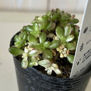 観葉植物 アエオニウム 小人の祭り(錦) 2号...の詳細画像3