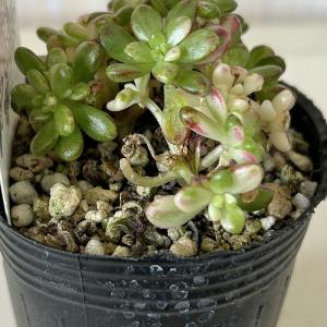 観葉植物 アエオニウム 小人の祭り(錦) 2号...の詳細画像4
