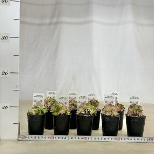 観葉植物 アエオニウム 小人の祭り(錦) 2号...の詳細画像5