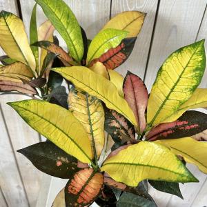 観葉植物　クロトン sp. 4号白鉢 タイプB(個体おまかせ1鉢)　インテリアグリーン 室内園芸 おしゃれ 可愛い かわいい