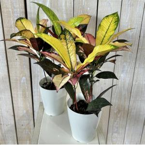 観葉植物 クロトン sp. 4号白鉢 タイプB...の詳細画像1