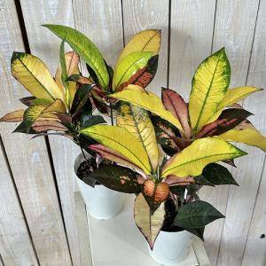 観葉植物 クロトン sp. 4号白鉢 タイプB...の詳細画像2