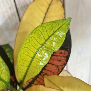 観葉植物 クロトン sp. 4号白鉢 タイプB...の詳細画像3