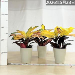 観葉植物 クロトン sp. 4号白鉢 タイプB...の詳細画像4