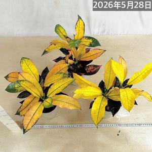 観葉植物 クロトン sp. 4号白鉢 タイプB...の詳細画像5