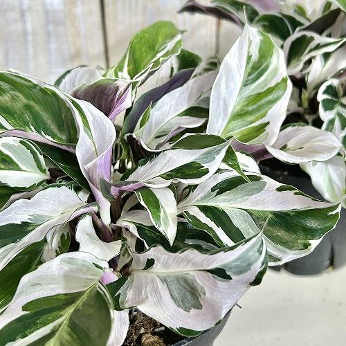 観葉植物　カラテア ホワイトフュージョン 4号硬質ポット(個体おまかせ1鉢)　インテリアグリーン 室...