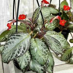 観葉植物　エピスシア sp. 品種A 4号吊り鉢 ※傷みあり(個体おまかせ1鉢)　インテリアグリーン 室内園芸 おしゃれ 可愛い かわいい