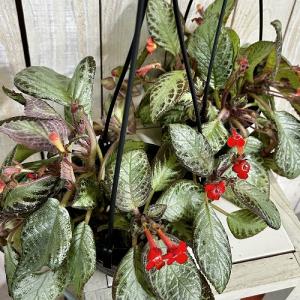 観葉植物 エピスシア sp. 品種A 4号吊り...の詳細画像2