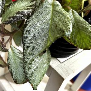 観葉植物 エピスシア sp. 品種A 4号吊り...の詳細画像3