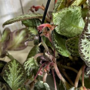 観葉植物 エピスシア sp. 品種A 4号吊り...の詳細画像4