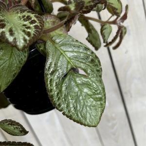 観葉植物 エピスシア sp. 品種A 4号吊り...の詳細画像5
