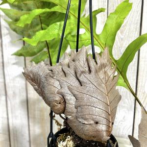 観葉植物　ドリナリア クエルキフォリア 4号吊り鉢(個体おまかせ1鉢)　インテリアグリーン 室内園芸 おしゃれ 可愛い かわいい