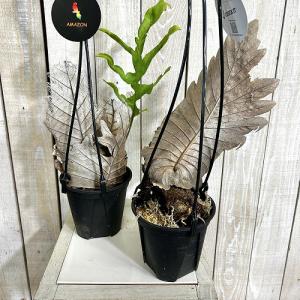 観葉植物 ドリナリア クエルキフォリア 4号吊...の詳細画像1