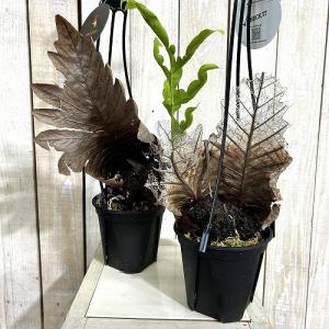 観葉植物 ドリナリア クエルキフォリア 4号吊...の詳細画像2