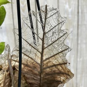 観葉植物 ドリナリア クエルキフォリア 4号吊...の詳細画像3