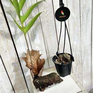 観葉植物 ドリナリア クエルキフォリア 4号吊...の詳細画像5