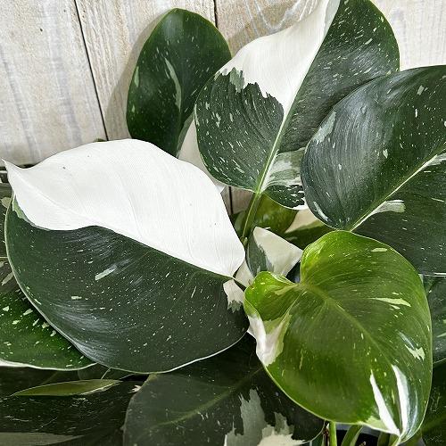 観葉植物　フィロデンドロン ホワイトウィザード 5号鉢(個体おまかせ1鉢)　インテリアグリーン 室内...