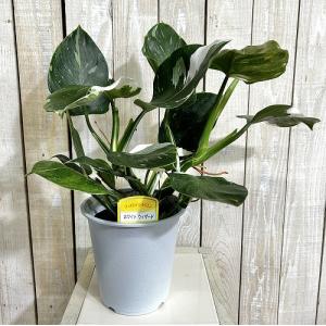 観葉植物 フィロデンドロン ホワイトウィザード...の詳細画像1