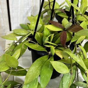 観葉植物　ホヤ ラクノーサ sp. 3号吊り鉢(個体おまかせ1鉢)　インテリアグリーン 室内園芸 おしゃれ 可愛い かわいい