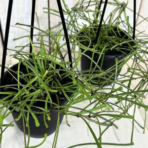 観葉植物　ホヤ レツーサ 3号吊り鉢(個体おまかせ1鉢)　インテリアグリーン 室内園芸 おしゃれ 可愛い かわいい