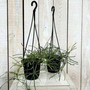 観葉植物 ホヤ レツーサ 3号吊り鉢(個体おま...の詳細画像1