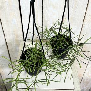 観葉植物 ホヤ レツーサ 3号吊り鉢(個体おま...の詳細画像2