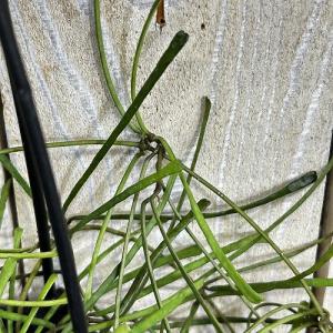 観葉植物 ホヤ レツーサ 3号吊り鉢(個体おま...の詳細画像3
