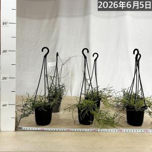 観葉植物 ホヤ レツーサ 3号吊り鉢(個体おま...の詳細画像4