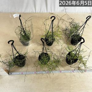 観葉植物 ホヤ レツーサ 3号吊り鉢(個体おま...の詳細画像5