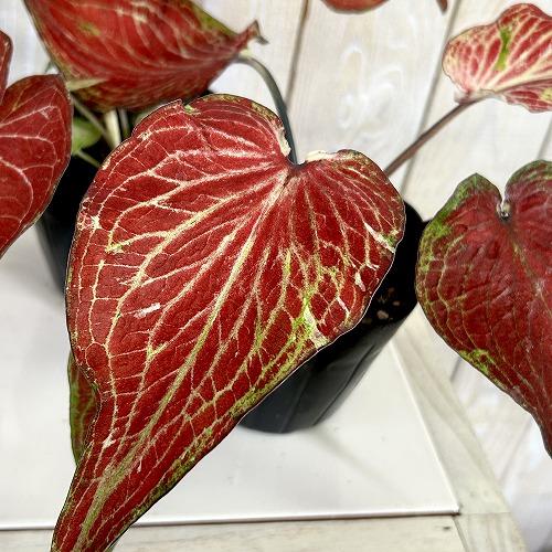 観葉植物　カラジウム サンシャイン 3.5号ポット(個体おまかせ1鉢)　インテリアグリーン 室内園芸...