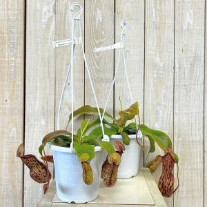 食虫植物 ウツボカズラ(ネペンテス ガヤ) 4...の詳細画像1