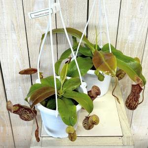 食虫植物 ウツボカズラ(ネペンテス ガヤ) 4...の詳細画像2