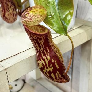食虫植物 ウツボカズラ(ネペンテス ガヤ) 4...の詳細画像3