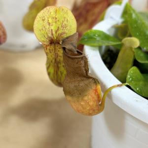 食虫植物 ウツボカズラ(ネペンテス ガヤ) 4...の詳細画像4