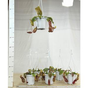 食虫植物 ウツボカズラ(ネペンテス ガヤ) 4...の詳細画像5