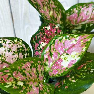 観葉植物　アグラオネマ アンヤマニートリカラー 3号硬質ポット(個体おまかせ1鉢)　インテリアグリーン 室内園芸 おしゃれ 可愛い かわいい