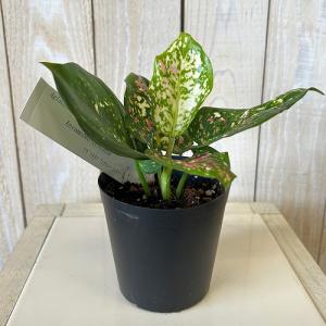 観葉植物 アグラオネマ アンヤマニートリカラー...の詳細画像1