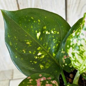 観葉植物 アグラオネマ アンヤマニートリカラー...の詳細画像3