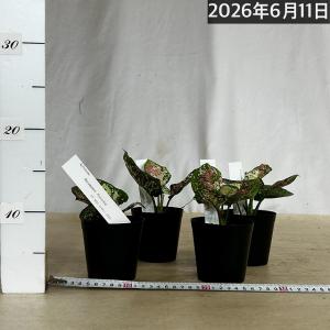 観葉植物 アグラオネマ アンヤマニートリカラー...の詳細画像4