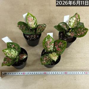 観葉植物 アグラオネマ アンヤマニートリカラー...の詳細画像5